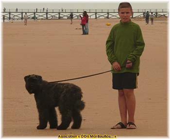 Bouvier des Flandres Association Ô Dis Moi BouBou